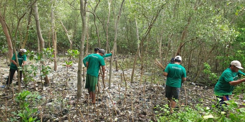 Ecolify.org Projek Lokasi Ekowisata Mangrove Wonorejo