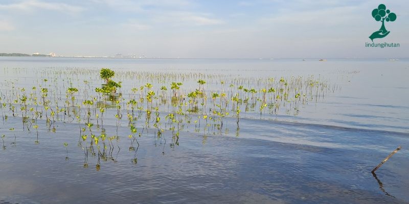 Hutan mangrove Untia Makassar
