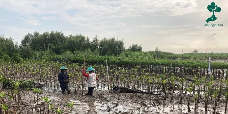 Lokasi penanaman mangrove Mangunharjo Kota Semarang