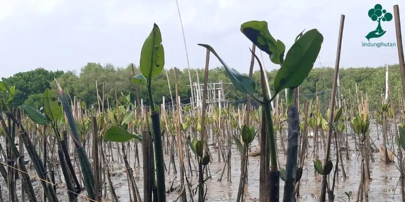 Gambar mangrove