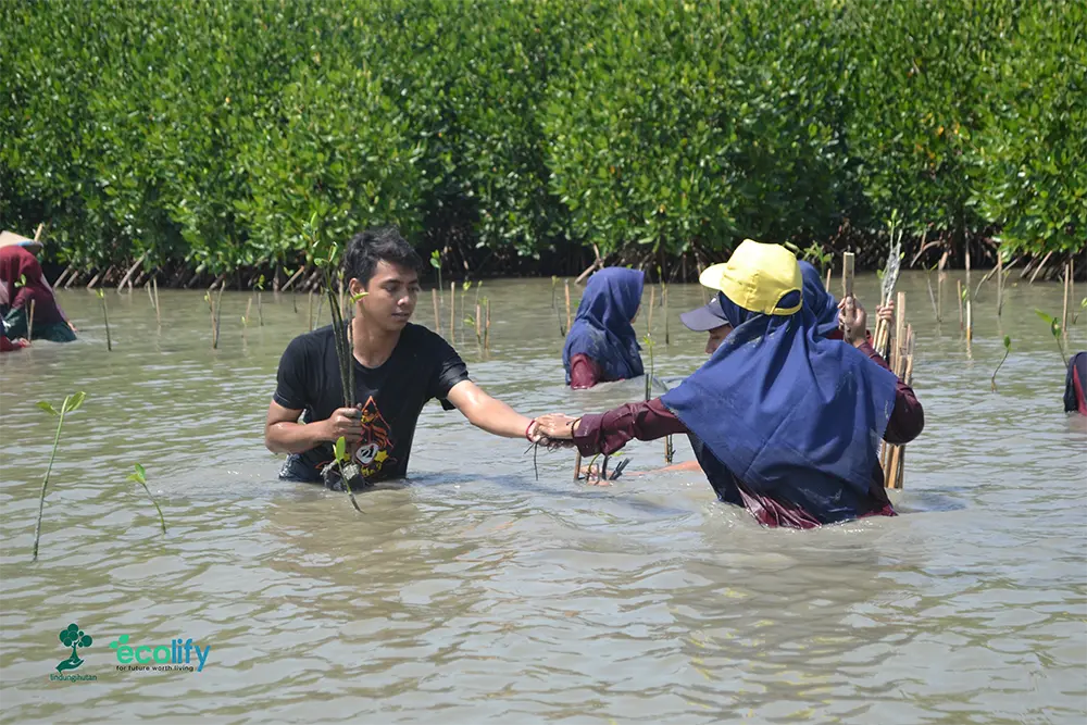 Menanam mangrove