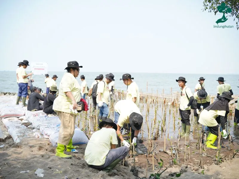 Program CSR penanaman mangrove