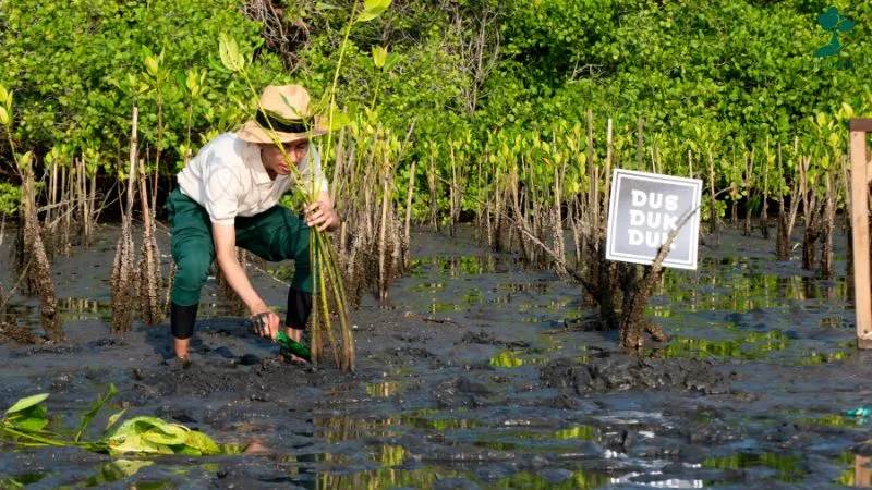 Penanaman Mangrove Dus Duk Duk