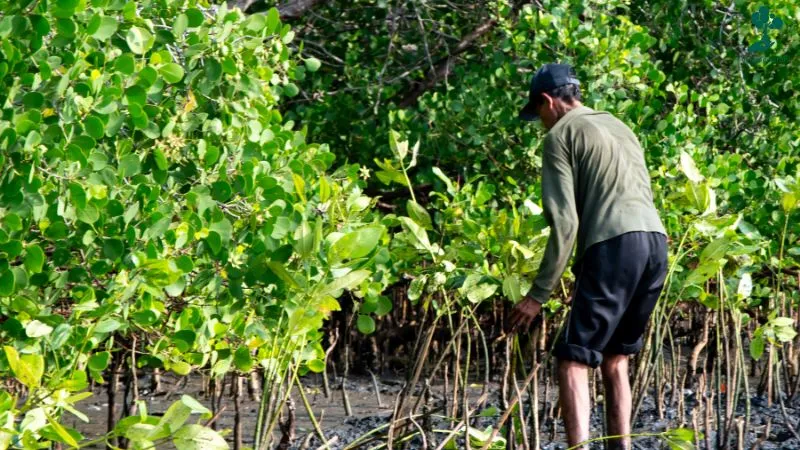 Gambar hutan mangrove Teluk Benoa Bali